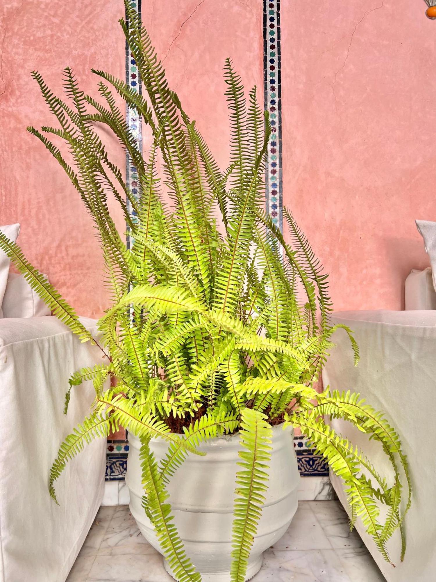 Riad Azad & Spa Marrakesh Exteriör bild